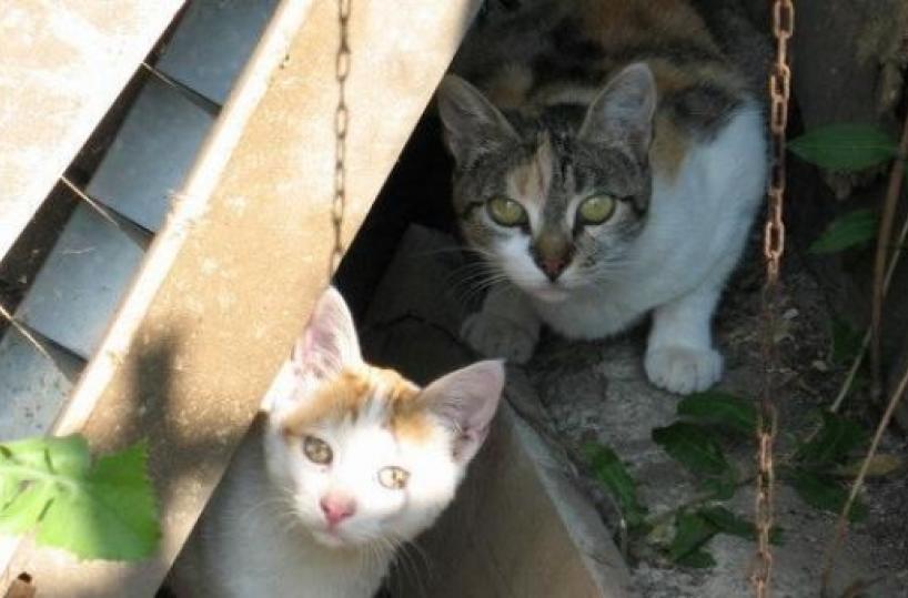 Brindisi, ore contate per il torturatore di gatti randagi: indagini in corso