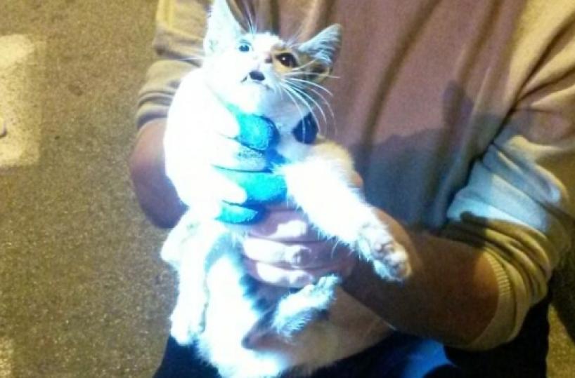 Salvato a Bari gattino  che si credeva un topastro  -  - 