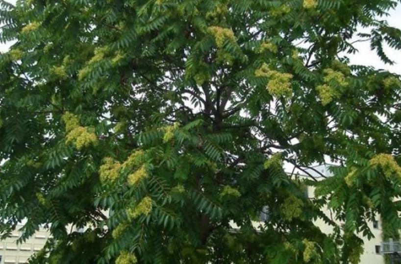 «Attenzione all’ailanto è una pianta infestante»