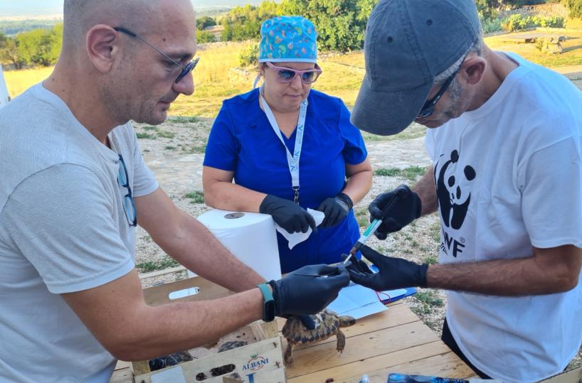Tartarughe ferite e curate nell'Oasi WWF Monte Sant'Elia: finalmente libere
