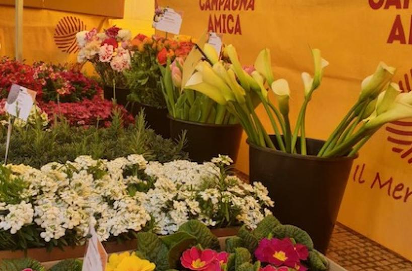 Puglia, florovivaisti in ginocchio: «Il caro bollette ci sta uccidendo»