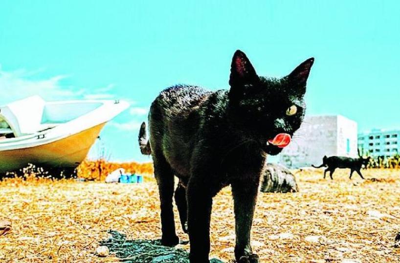 Il fascino indiscreto dei gatti sulla costa
