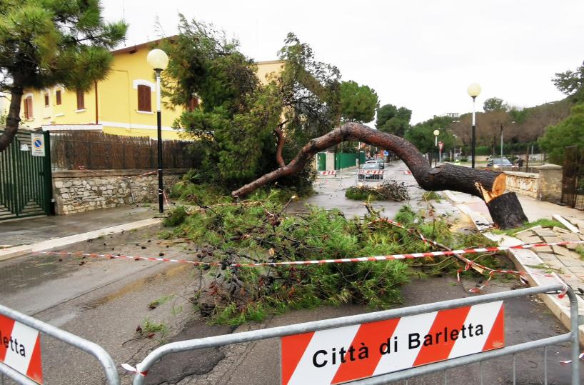 Barletta, raffiche di vento e alberi caduti: disagi in città per il maltempo