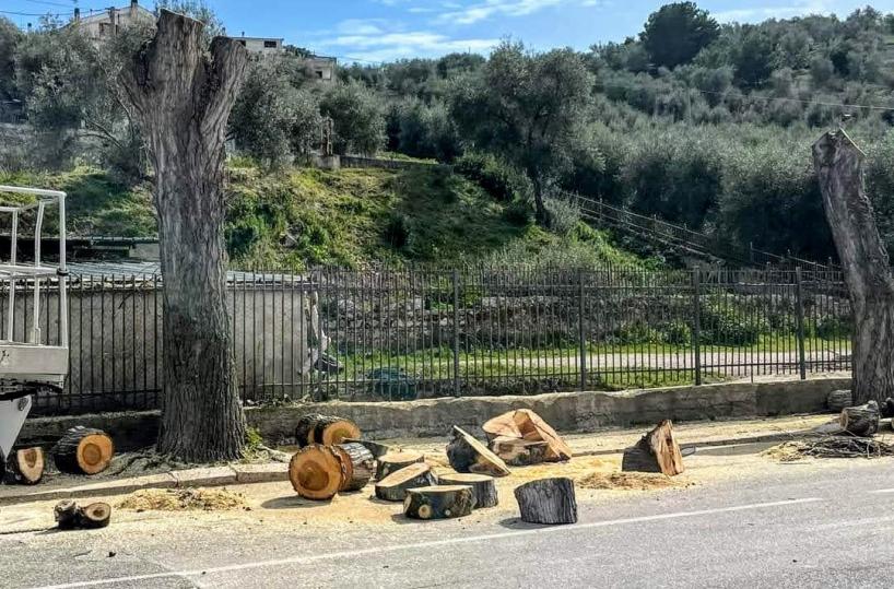 Abbattimento illegale di alberi, la denuncia in provincia di Foggia