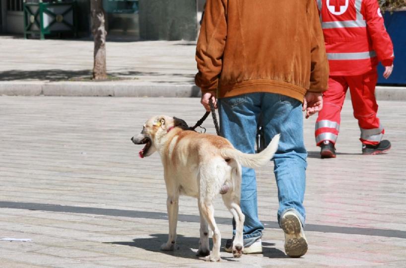 Cane al guinzaglio