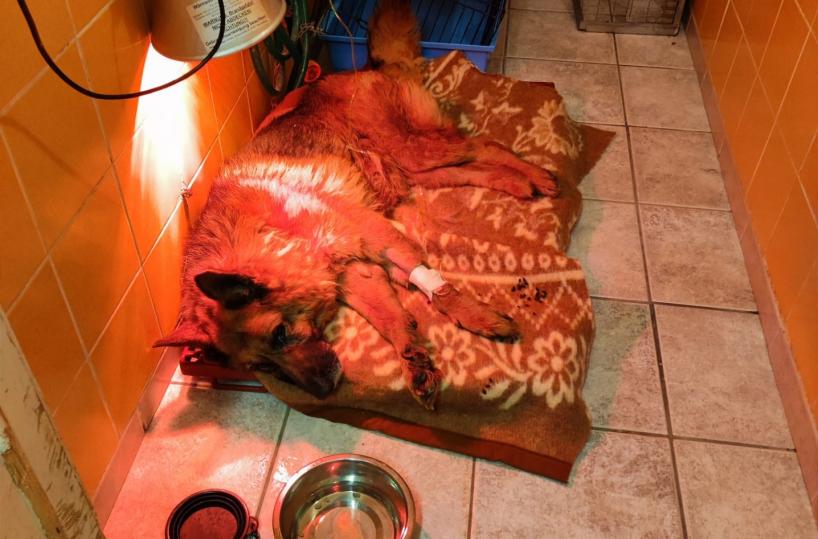 Galatone, abbandona il cane sul terrazzo: il cucciolo rischia di morire assiderato