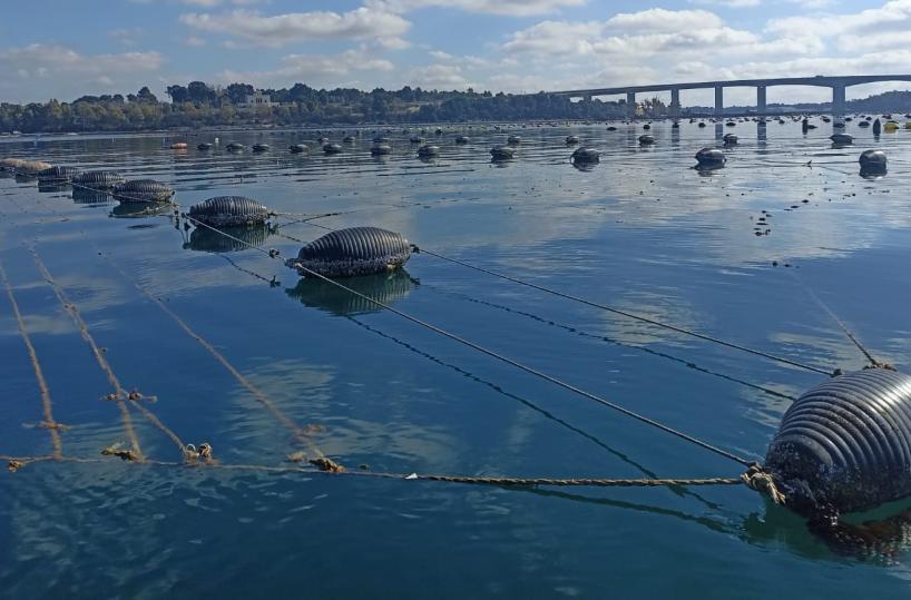 «Rincari effetto della guerra e pratiche illegali del mercato»: Sos mitilicoltura a Taranto