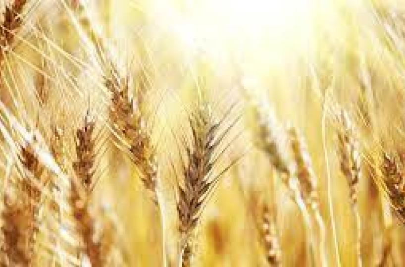 E abbiamo scoperto che non siamo più  il granaio d’Italia