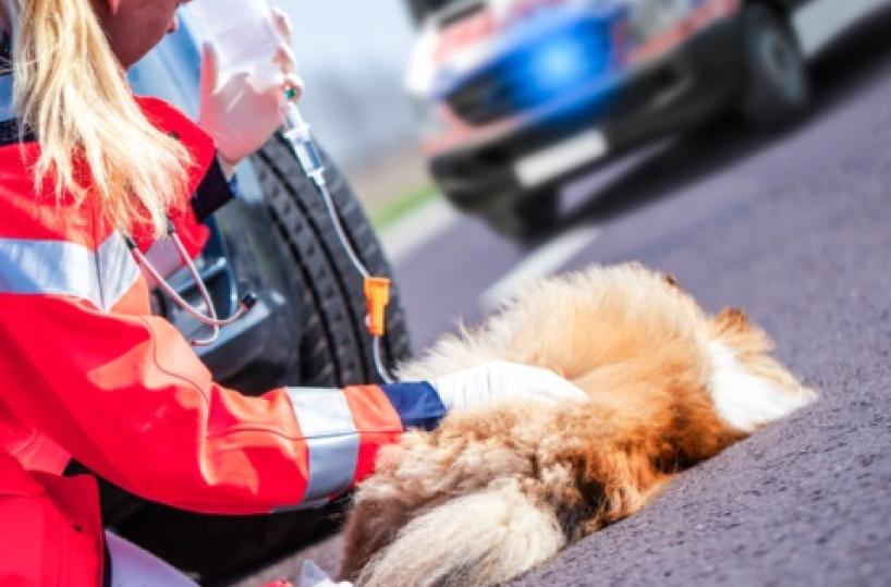 Investe e uccide un cane, il Tribunale di Lecce lo condanna a 2 anni di reclusione e al risarcimento del danno