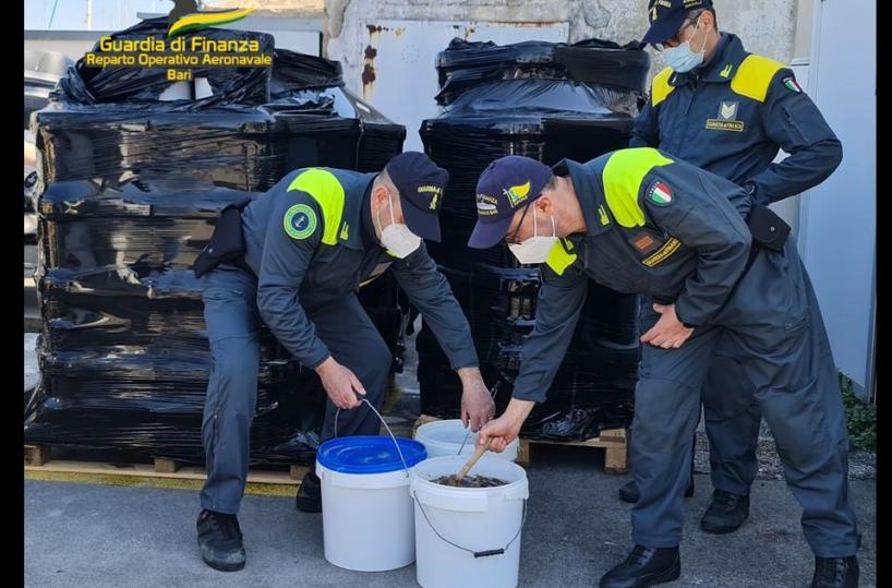 Bari, la Gdf sequestra 3700 kg di cetrioli di mare destinati al mercato illegale 