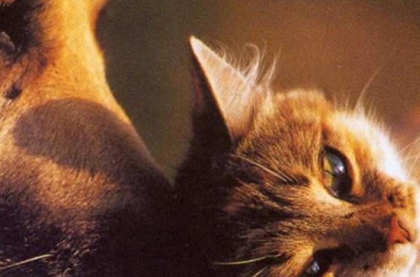 Cane e gatto