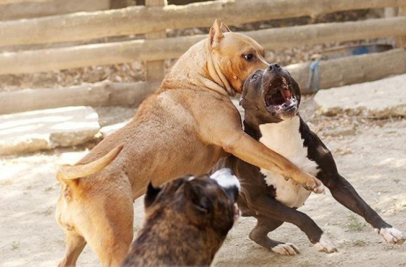 Combattimenti tra cani e scommesse illegali in Sicilia, gli animali arrivavano dalla Bat