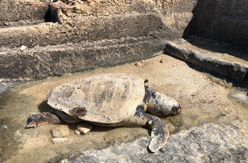 San Vito, tartaruga spiaggiata trovata sugli scogli