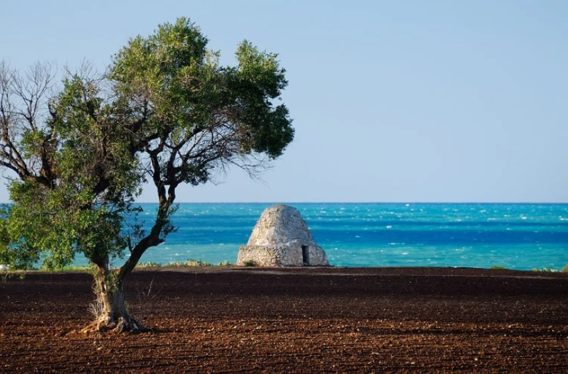 Polignano nuovo fronte della lotta anti-Xylella