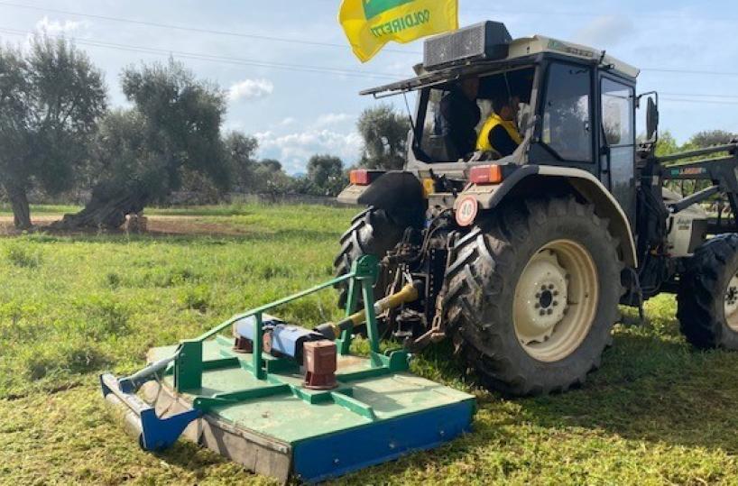 Xylella in Puglia, Coldiretti: «Al via il piano su 11mila ettari contro l'avanzata del batterio killer»