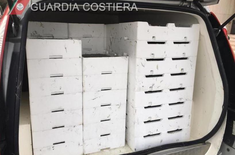 Taranto, Guardia Costiera sequestra oltre 7 quintali di «bianchetto»