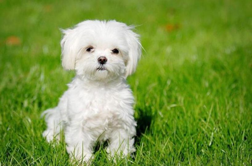 Lecce, cane senza guinzaglio uccide cucciolo di Maltese. Il proprietario scappa: rintracciato dai cc