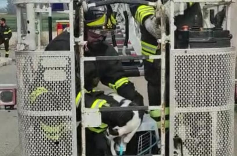 Era a 15 metri di altezza, in un foro di un palazzo, gatto salvato nel brindisino