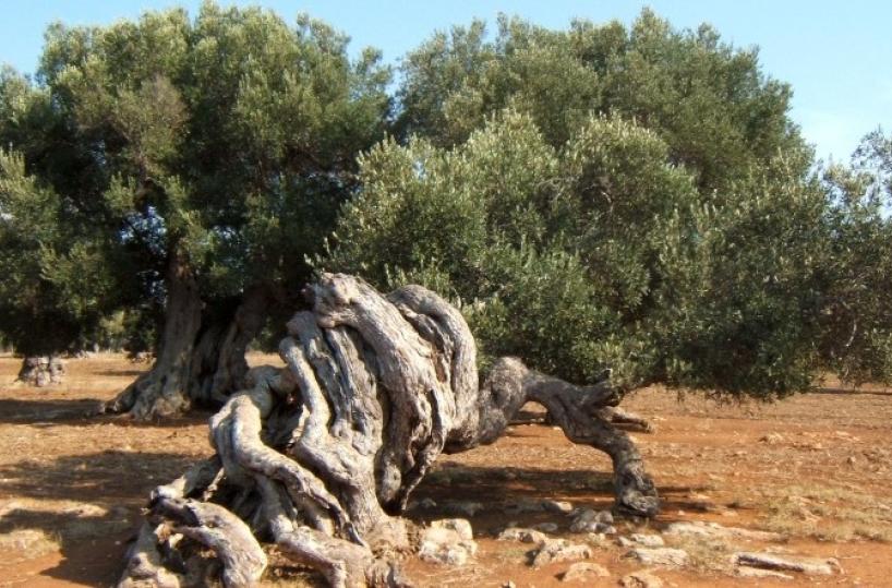 «La Xylella ha fatto sparire 1/3 degli ulivi monumentali della Puglia»