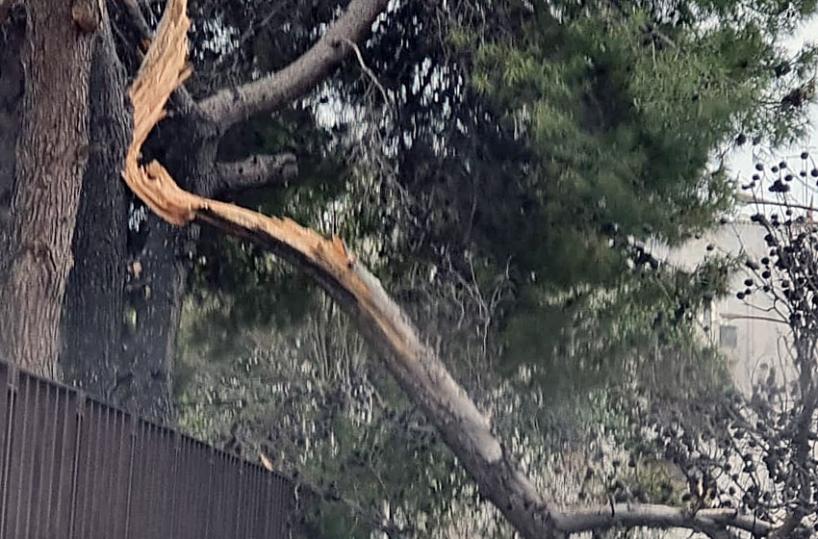 Il pino abbattuto sull'auto a Taranto