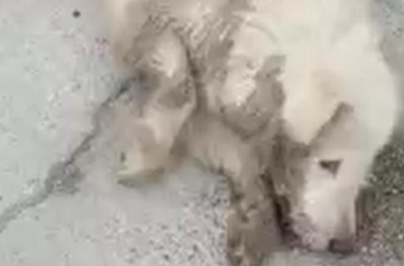 «Procedura disattese e veterinari non pagati: così muoiono i randagi a Foggia» 
