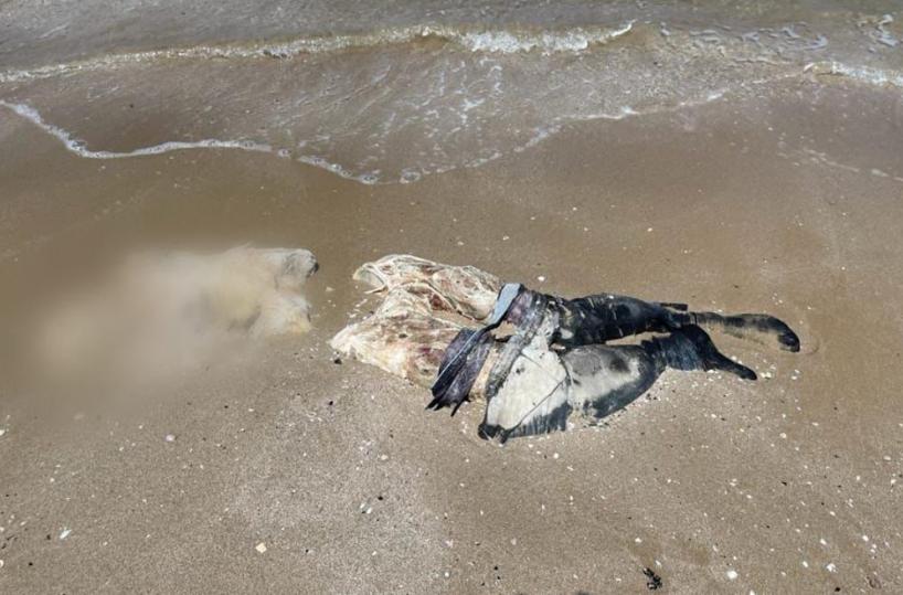 Bari, prosegue “Mare Sicuro 2020” con salvataggi e soccorsi lungo il litorale 