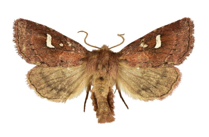 Scoperta nuova specie di falena, è anche nei boschi della Basilicata