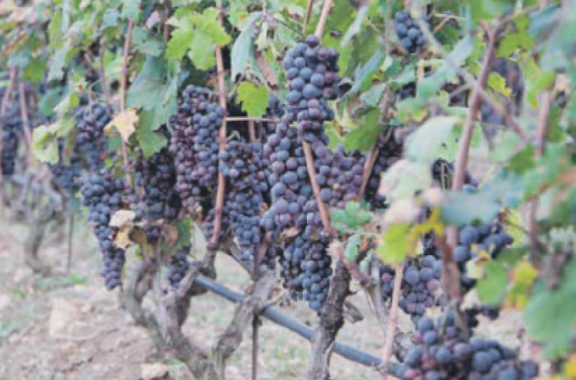 Il rischio Primitivo di un vino speciale