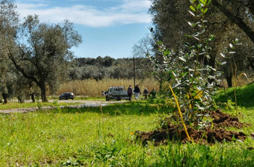 Piano di forestazione, in Basilicata aperti tutti i cantieri