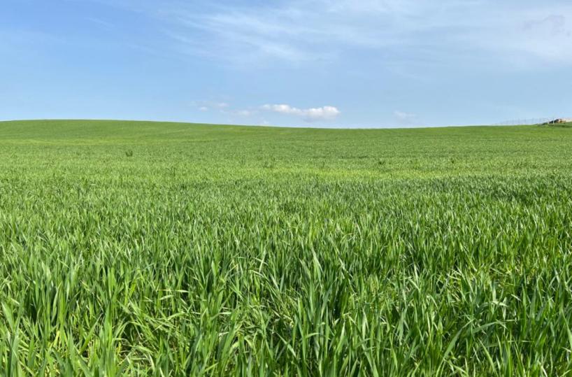 Grano, effetto Ucraina: anche nel Foggianorincari su pasta e pane
