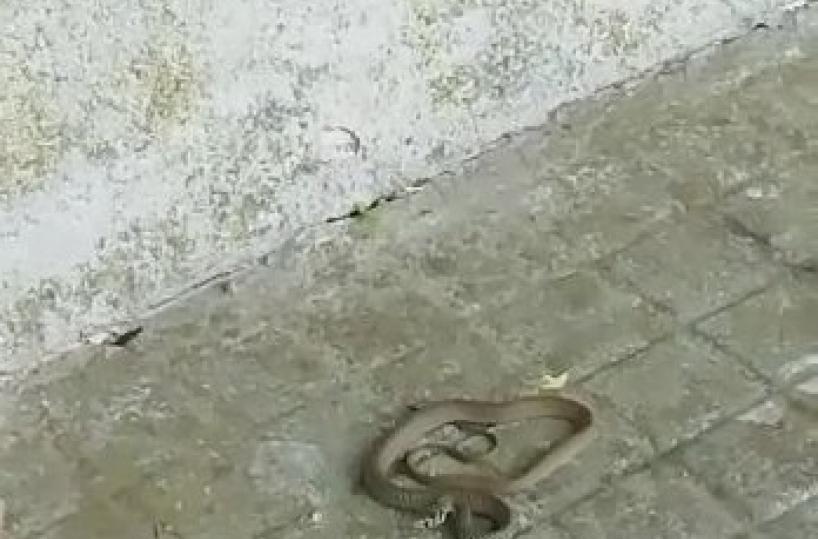 Lecce, vipera su Giovanni Paolo II