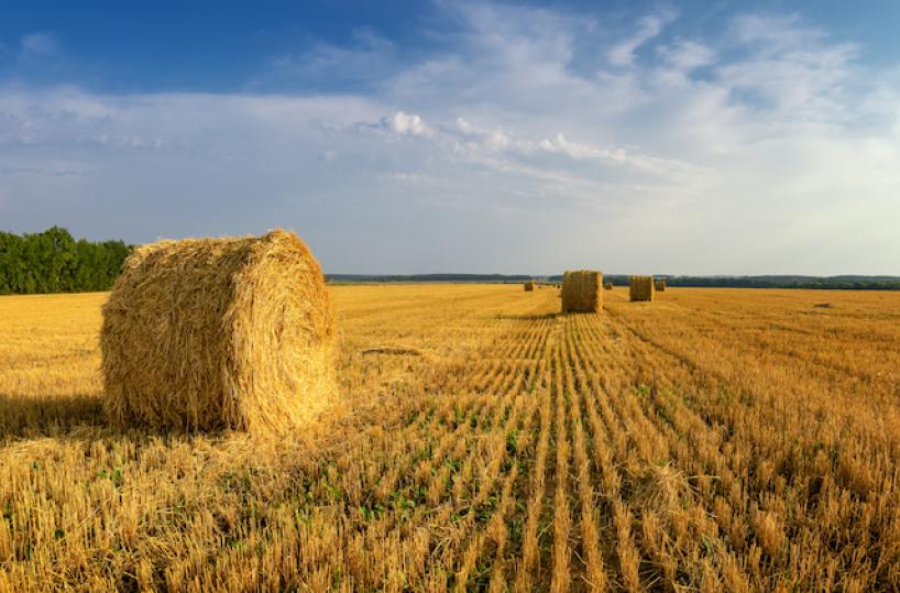 La follia della guerra e le diseguaglianze della fame di grano