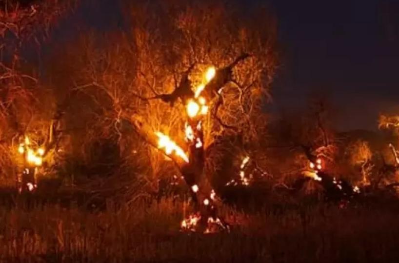 Maxi-incendio a Soleto: a fuoco centinaia di ulivi secchi a causa della Xylella