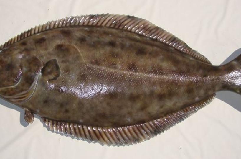 L'allarme: sulle tavole della Puglia 8 pesci su 10 sono di origine straniera
