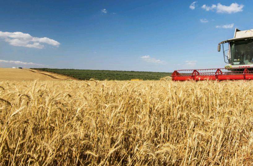 Nuove tecniche nei campi pugliesi per vincere il blocco nell’Est Europa