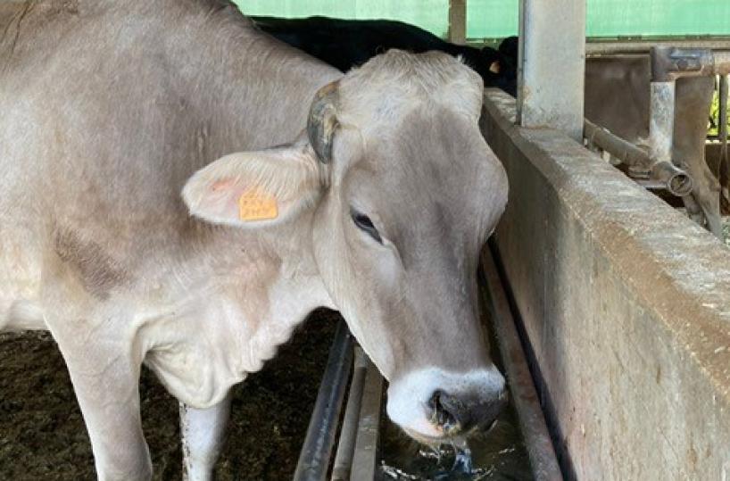 Afa, Coldiretti Puglia: Sos animali nelle stalle a giungo come ad agosto