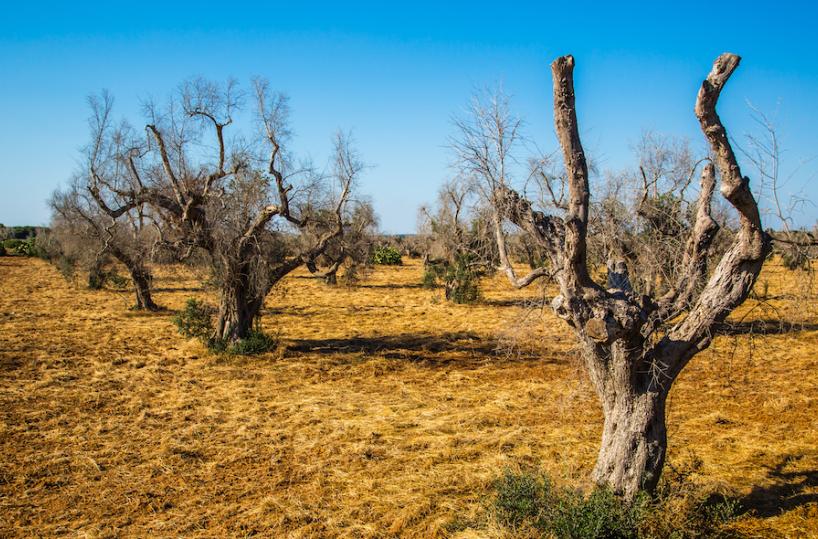 Conferenza Stato-Regioni, alla Puglia finanziamento per la rigenerazione olivicola