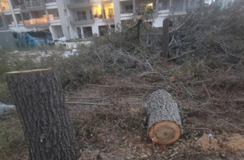 Bari: nove alberi tagliati a Japigia per far posto ad un parco