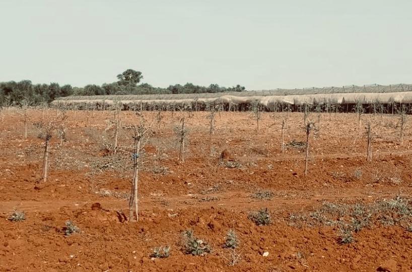 Puglia, lotta tecnologica a desertificazione e siccità