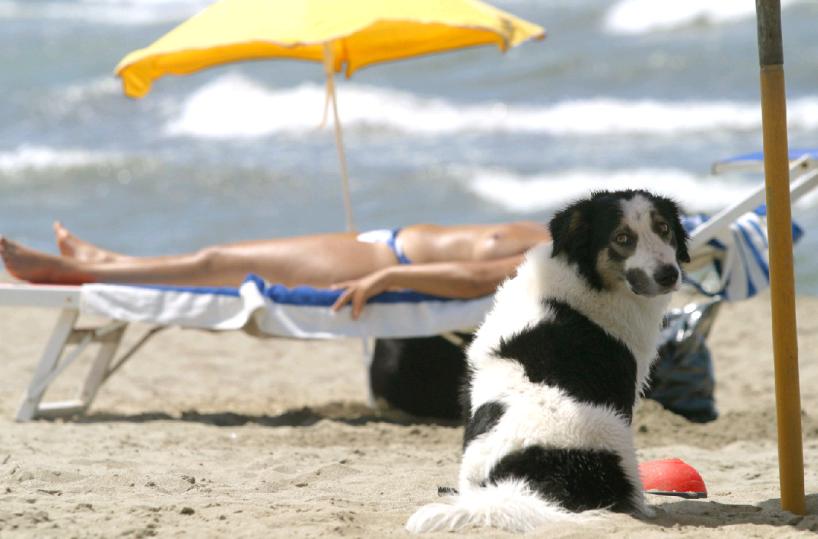 Cane al mare