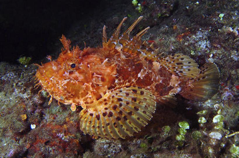 Pericoli in mare: massima allerta per i pesciolini velenosi