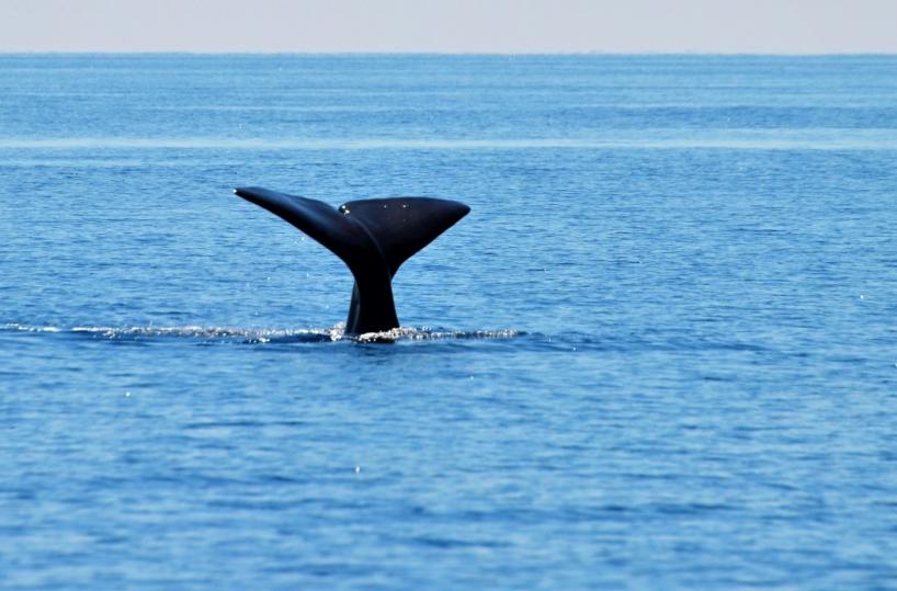Quattro capodogli avvistati a Taranto, così inizia la stagione del mare