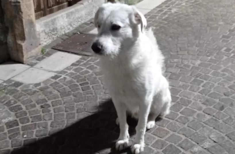 Celle di San Vito, comune di 140 abitanti e 100 cani censiti
