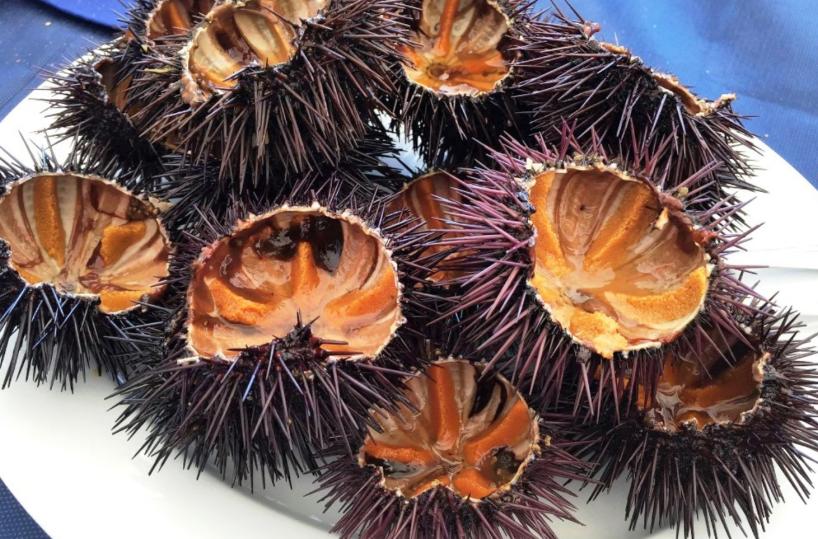 Fasano, ricci di mare a rischio: bisogna tutelarli