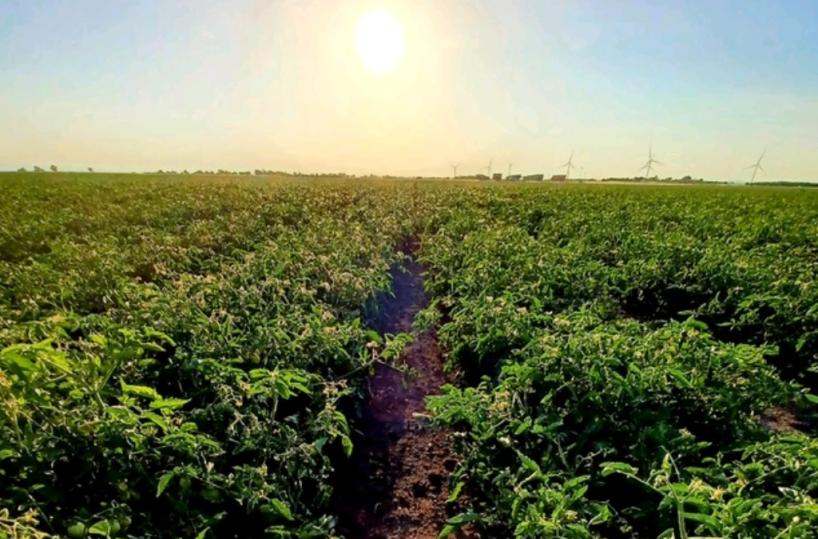 Foggia, campo di pomodori 