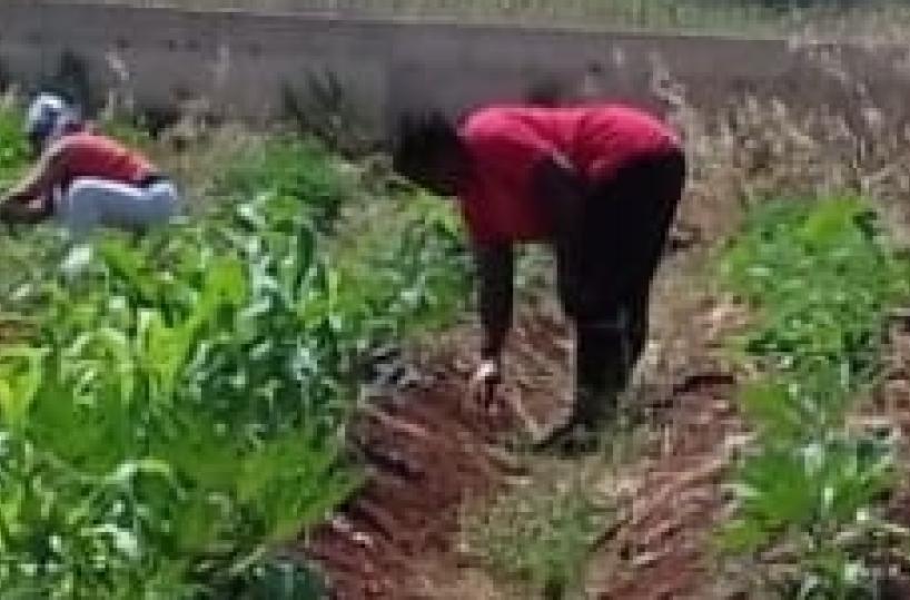 Mais, pomodoro e peperoncini, nel Leccese l'orto delle rifugiate