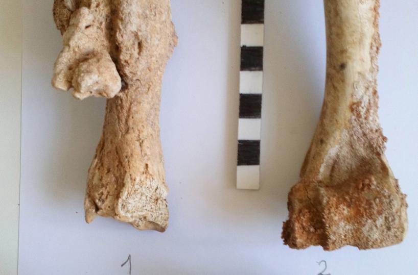 Puglia preistorica: in una grotta di Fasano viveva l'Uomo di Neanderthal 