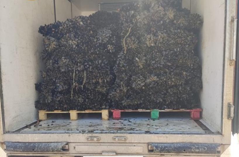 La «cura» di Emilianoper le cozze di Taranto