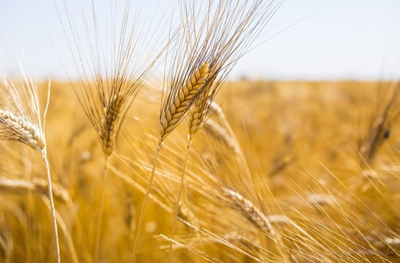 A Cerignola la «Festa del Grano» per benedire il raccolto