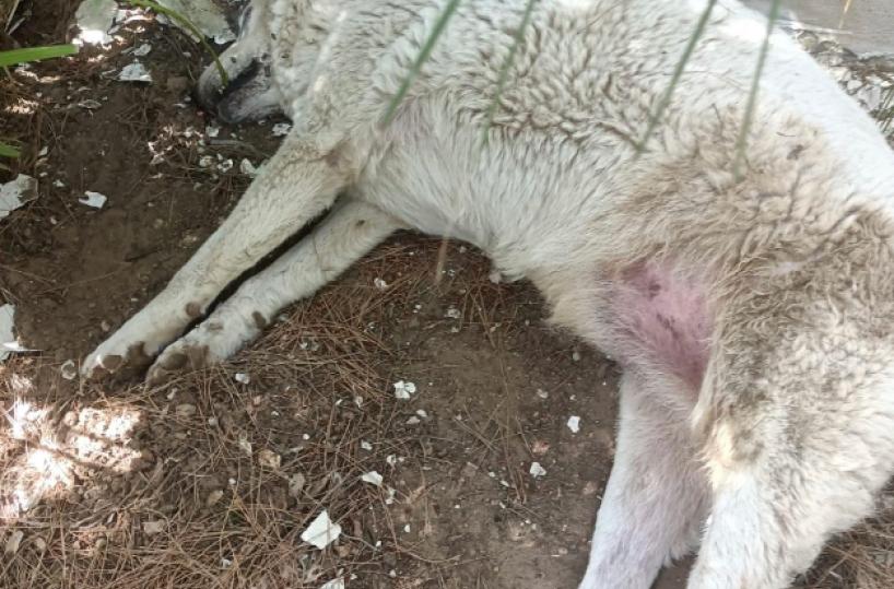  Cani avvelenati a Riva dei Tessali i carabinieri indagano sulla «strage»